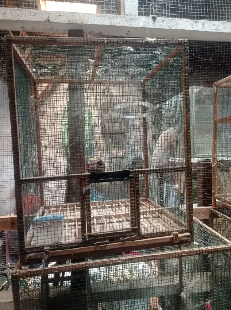 sangkar burung kenari soliter diy