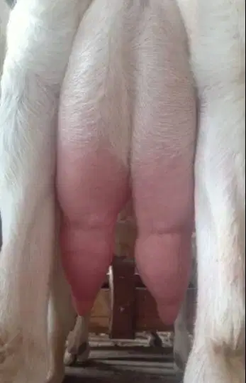 susu kambing etawa murni 100% kemasan botol 250ml asli fresh murmer ok