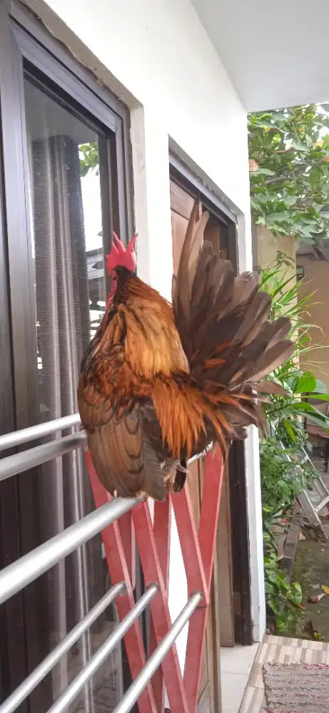 Ayam Kate ori warna batik