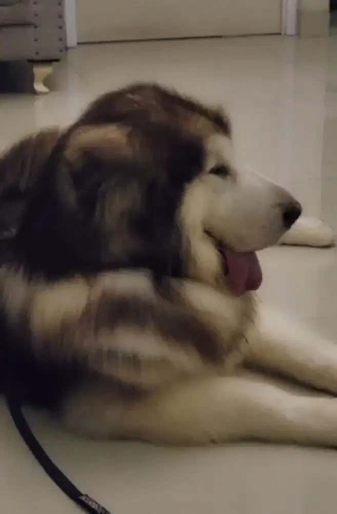 Giant alaskan malamute