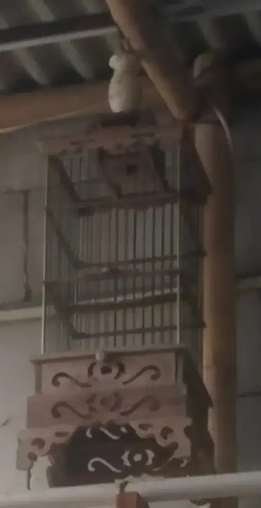 sangkar pleci jari jari fiber