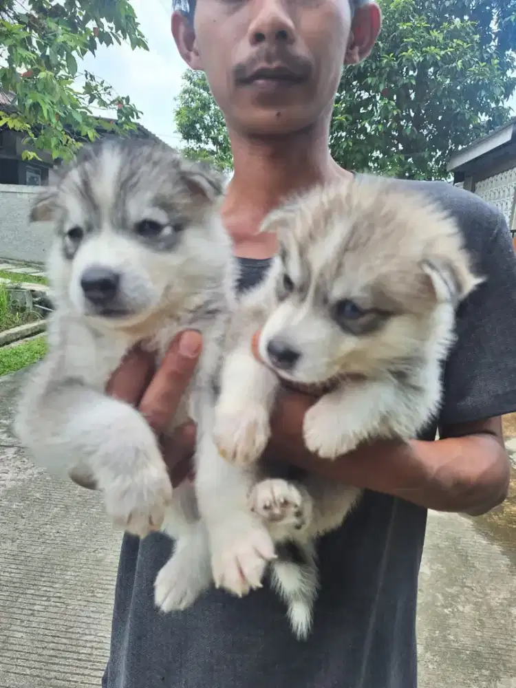 Husky good quality