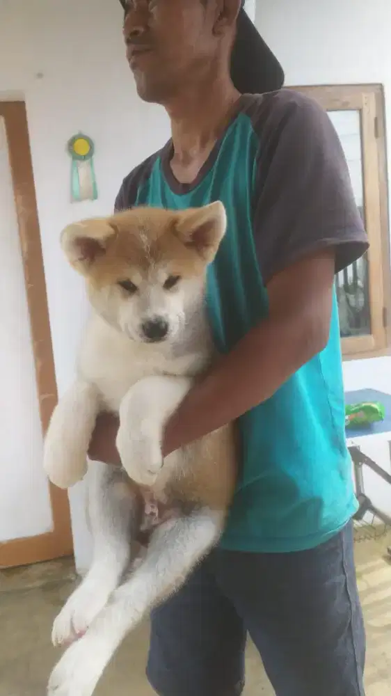 Akita Inu good quality