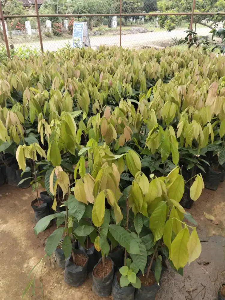 Menyediakan bibit coklat kakao duren pokat lokasi Bandar Lampung