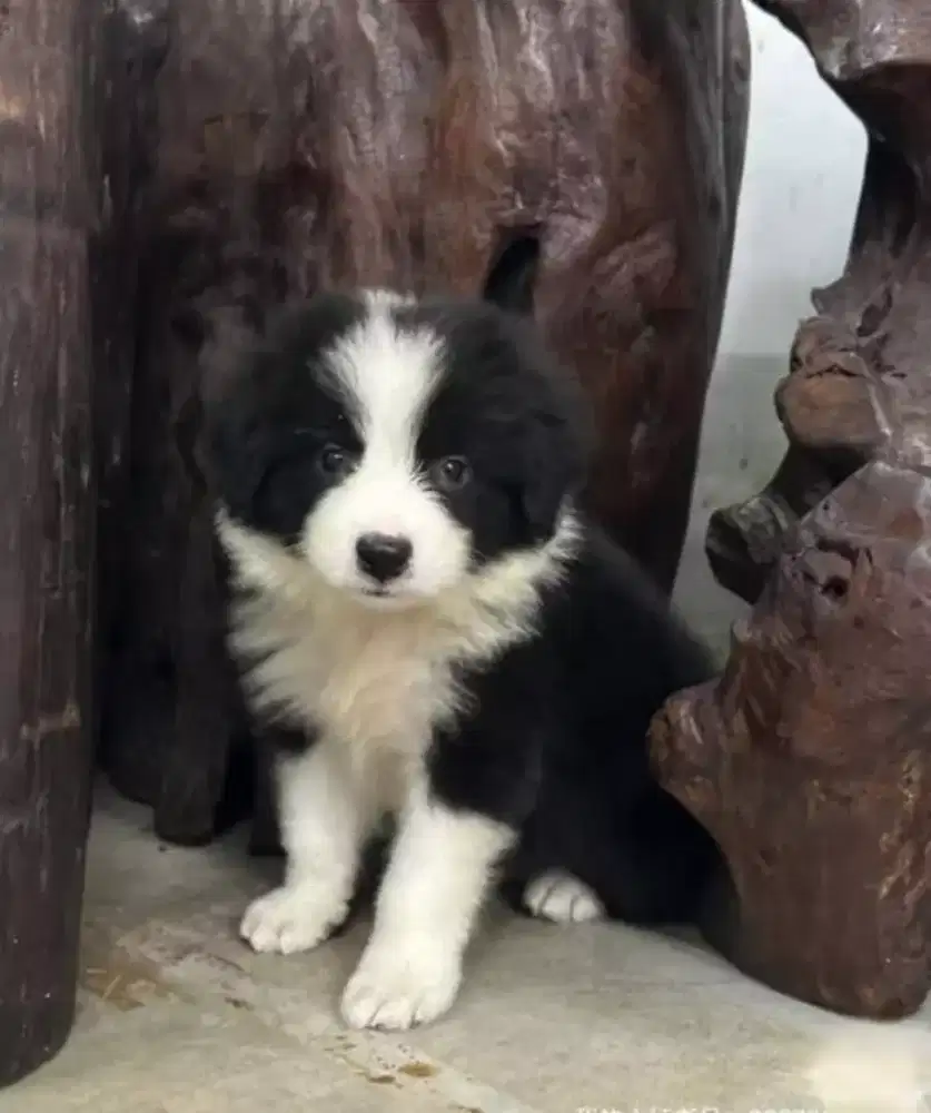 DIJUAL ANAK ANJING BORDER COLLIE