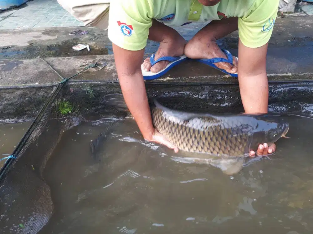 Indukan Ikan Mas Strain Majalaya Sertifikat