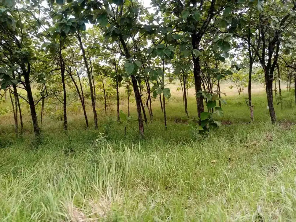 DIJUAL TANAH INDUSTRI 7 - 13HA, GROBOGAN, JAWA TENGAH