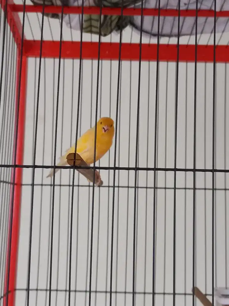 Kenari Lokal Extrajoss Rajin