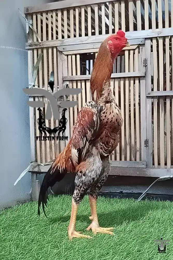 Ayam Shamo Eropa Ready Anaknya Saja