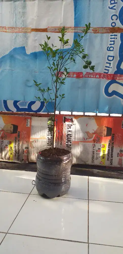 Pohon jeruk Limo sudah berbuah