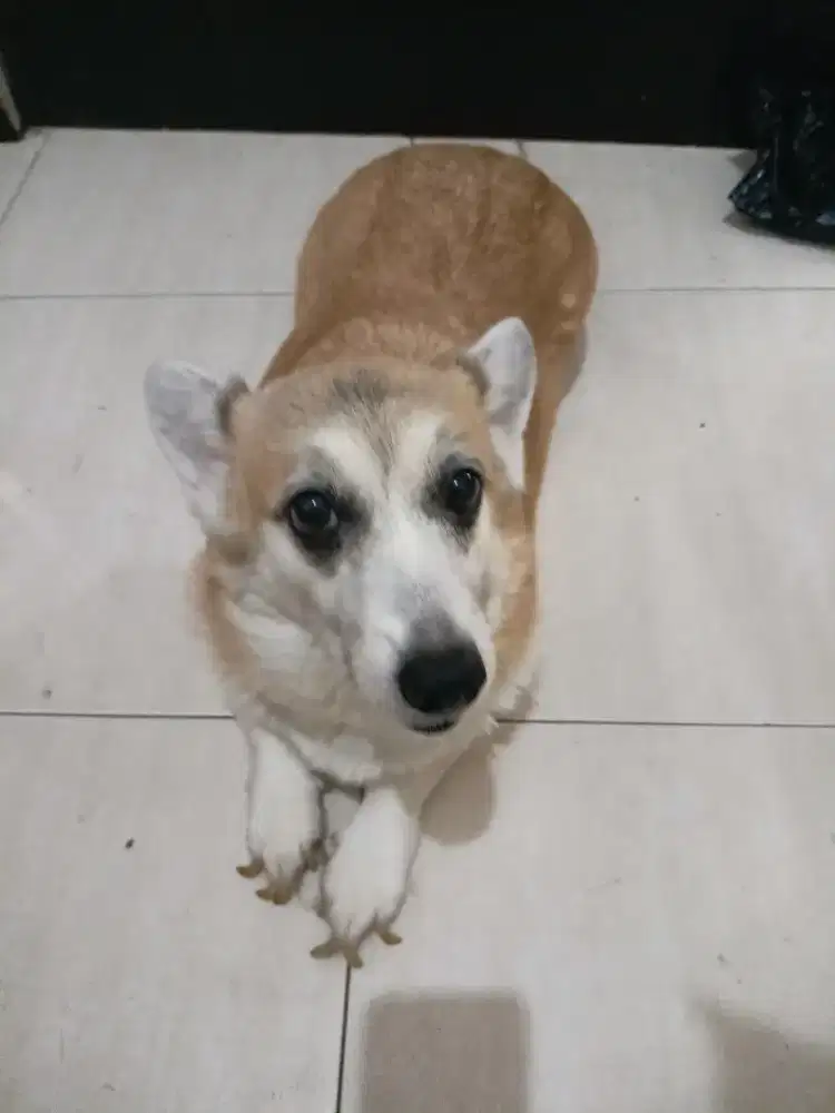 Semi hibahcorgi loop