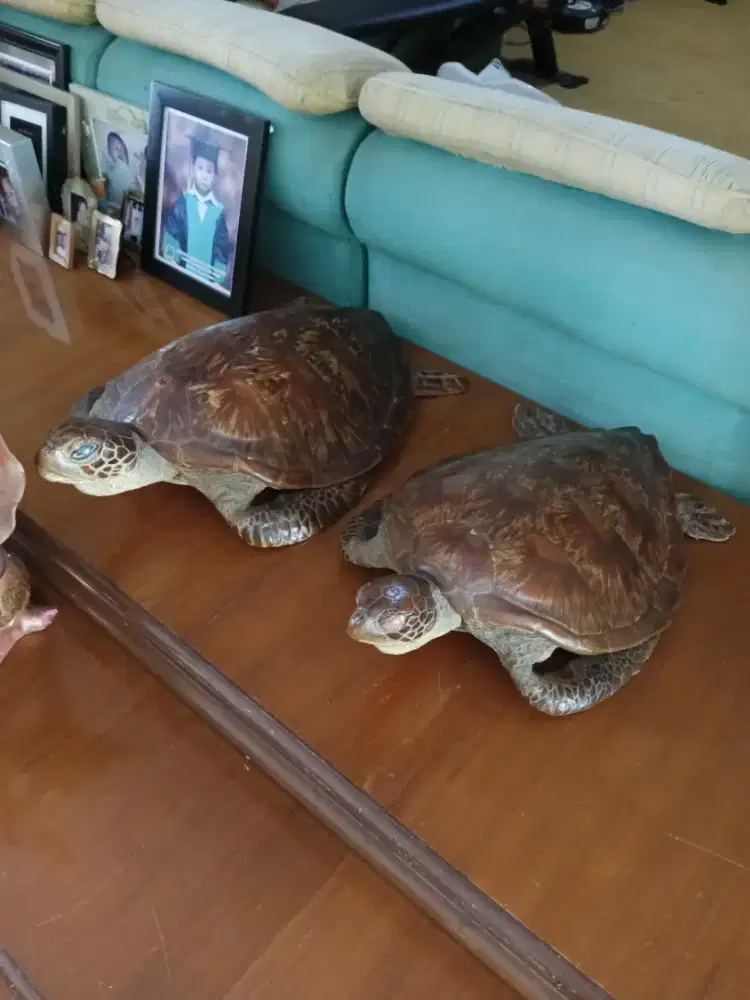 Sepasang kura-kura offset