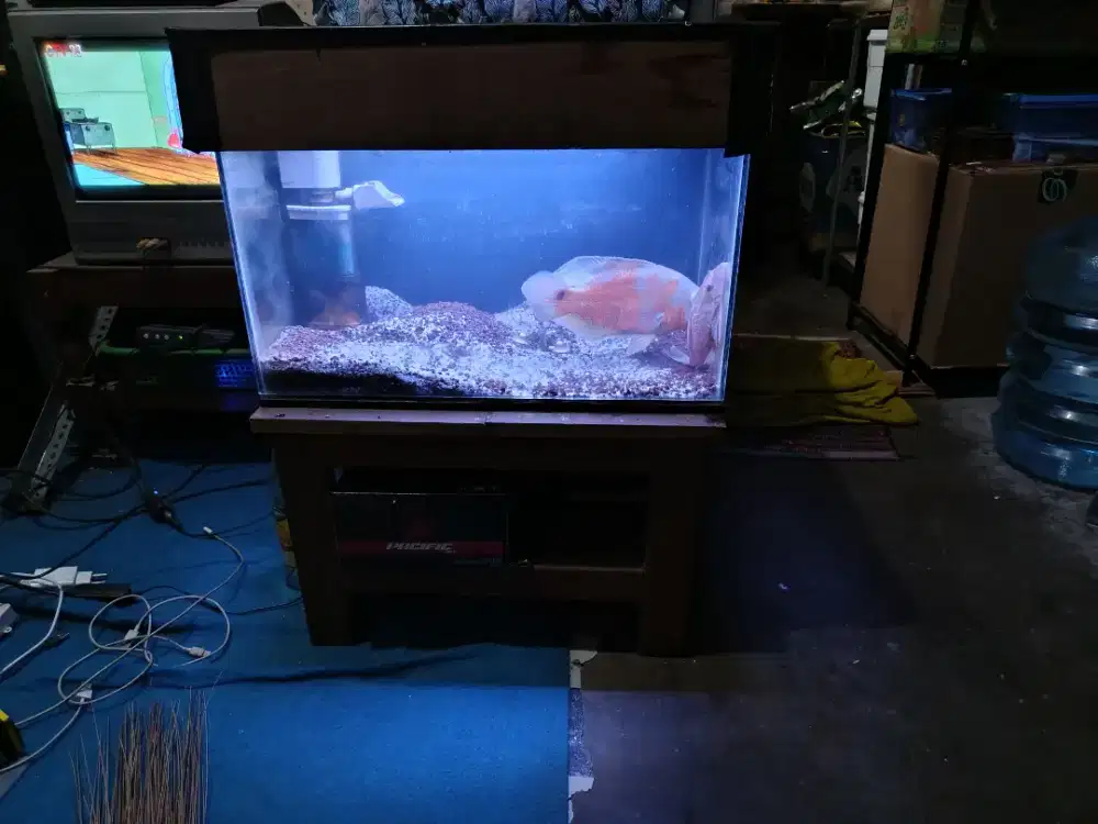 Ikan Oscar Tiger Albino Jumbo+sapu-sapu Fullset