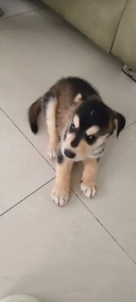 ( BUY 1 GET 1 FREE) DIJUAL ANAK ANJING GOBERIAN PURE