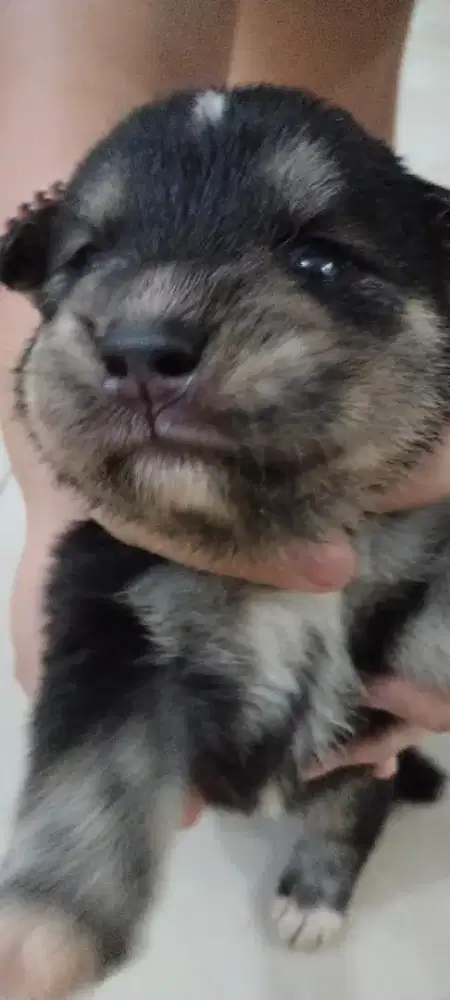 (BUY 1 GET 1 FREE)DIJUAL ANAK ANJING GOBERIAN PURE