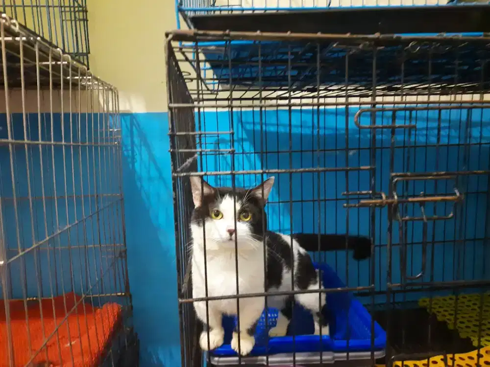 Jantan Munchkin jago kimpoy