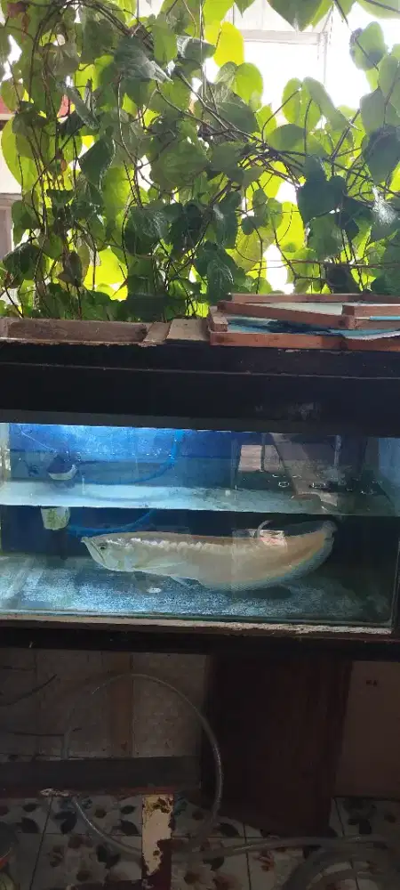Dijual Aquarium Aja