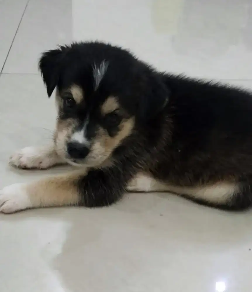 DIJUAL ANAK ANJING GOBERIAN PURE