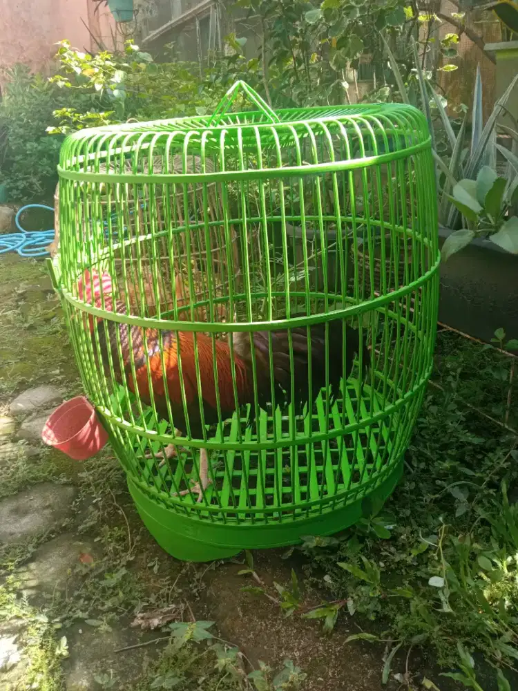 Ayam bekisar merah gacor fullset.