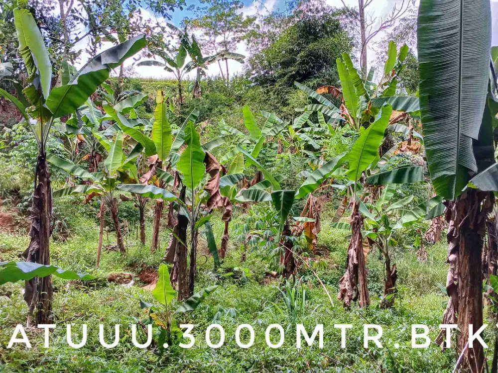 Dijual tanah kebun luas subur pinggir jalan subur air mengalir dekat kota