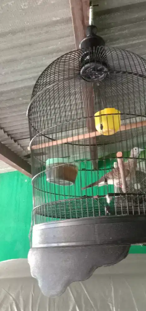 Burung kicauan dan anggungan