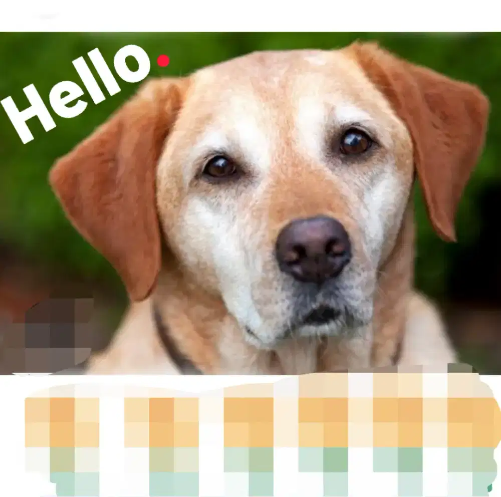 Jasa Merawat Anjing / Kennel Boy