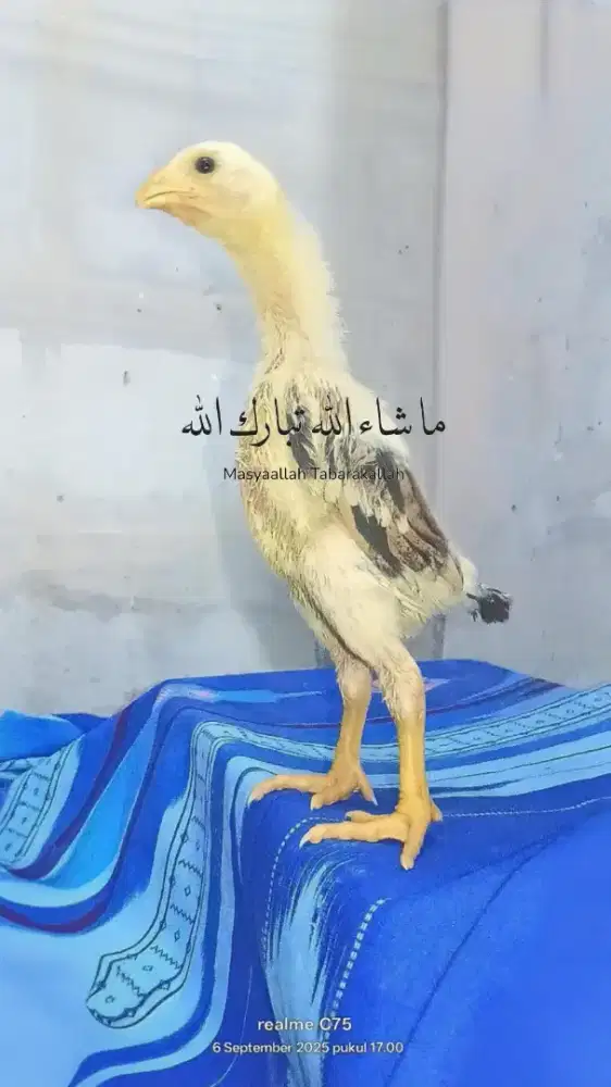 Anakan Shamo Eropa ready