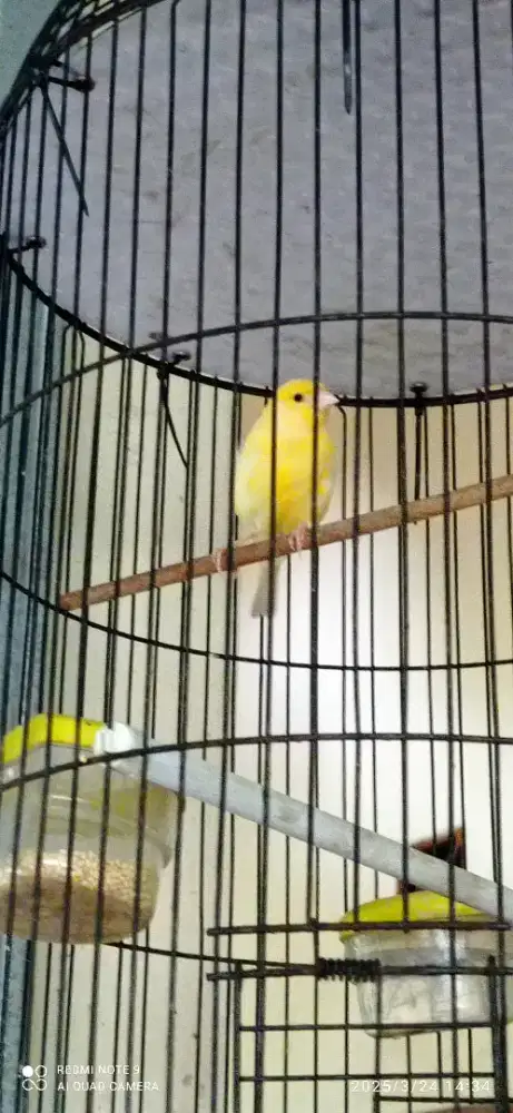 Kenari gacoran rajin