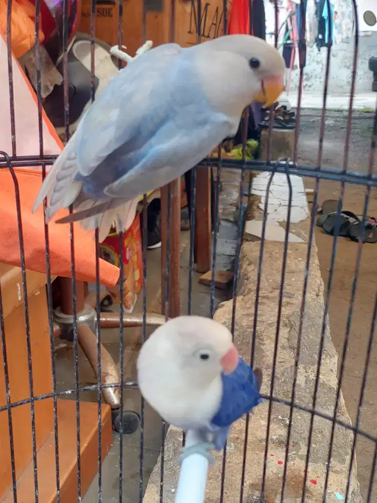 Lovebird sepasang Bio Vio x Marbel