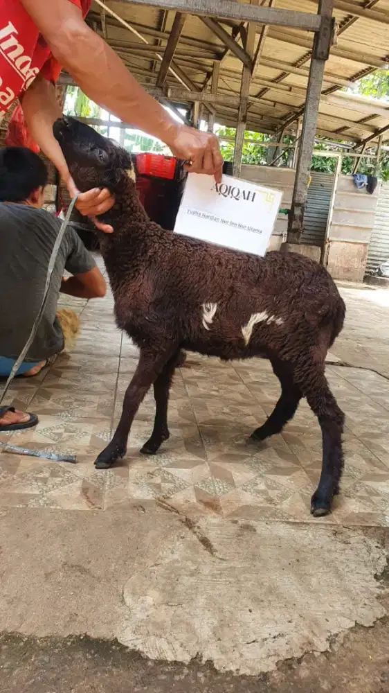 Menjual kambing aqiqah