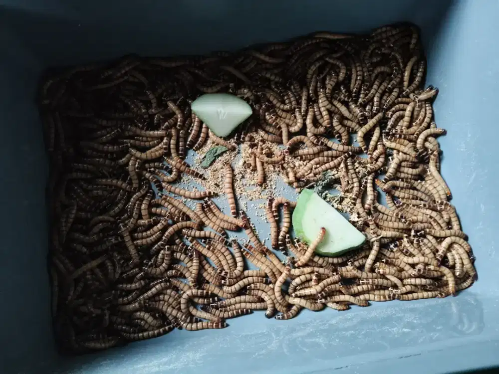 Jual ulat Jerman hidup