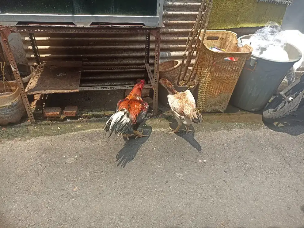 ayam Samo dan ayam bangkok