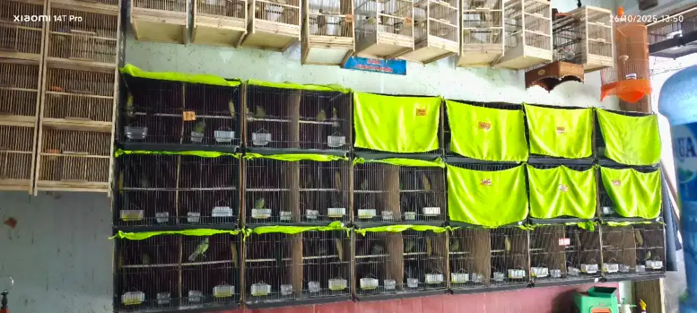 Cungkok Cungko beti 1750 jtn 1800 dwsa