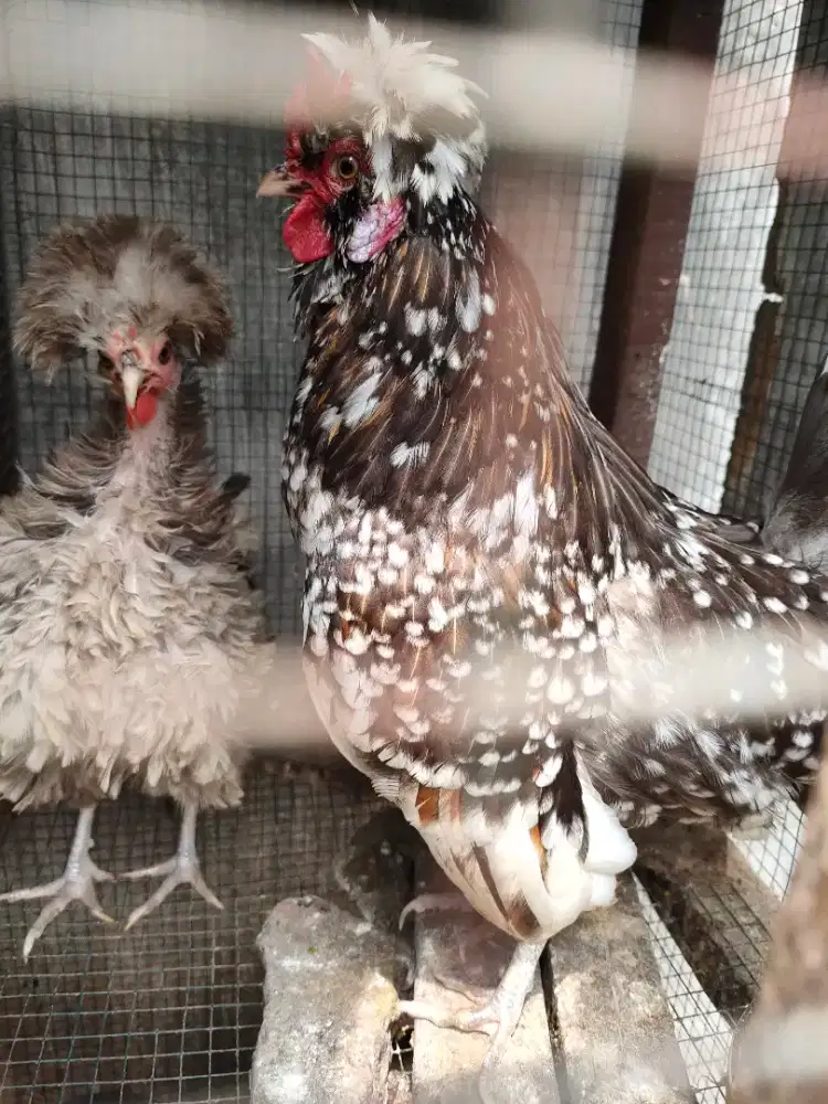 Ayam poland sepasang siap produk betina bulu walik