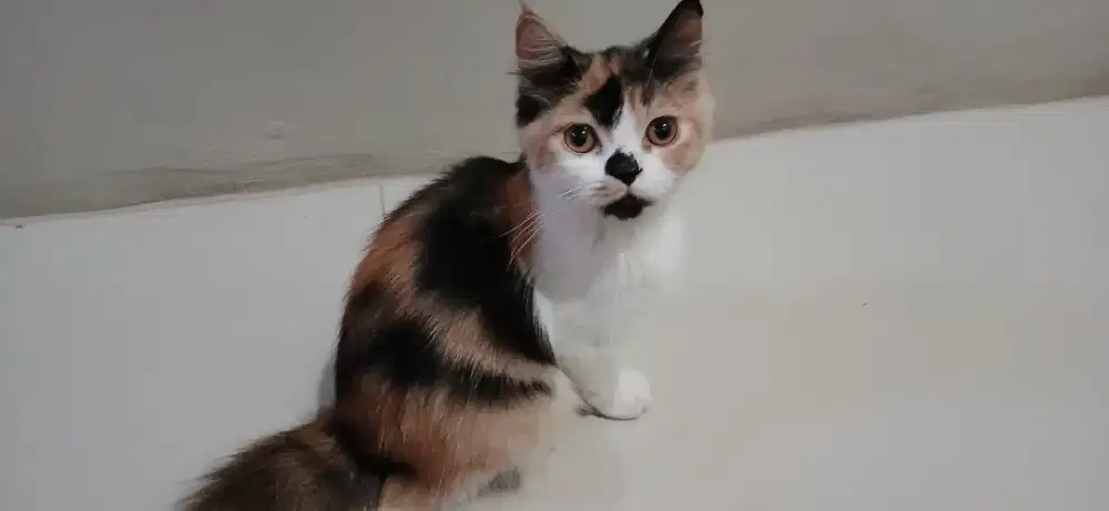 Kitten Persia Betina