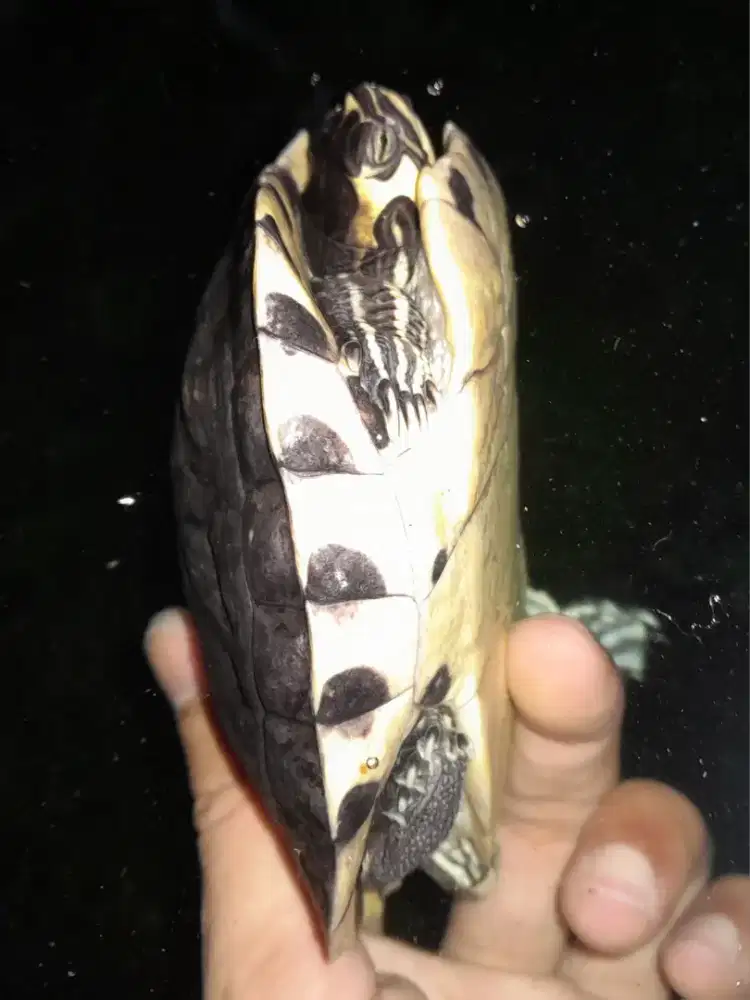 Kura YB Yellowbelly Pure juvenile