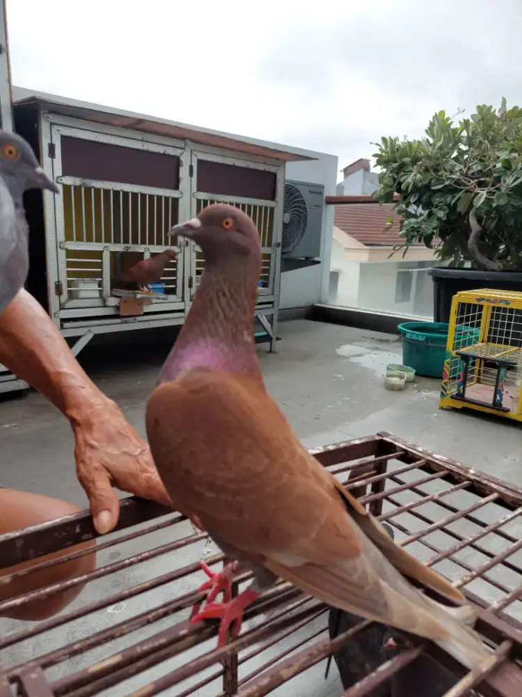 Burung Merpati Kolong Cicit Rampok