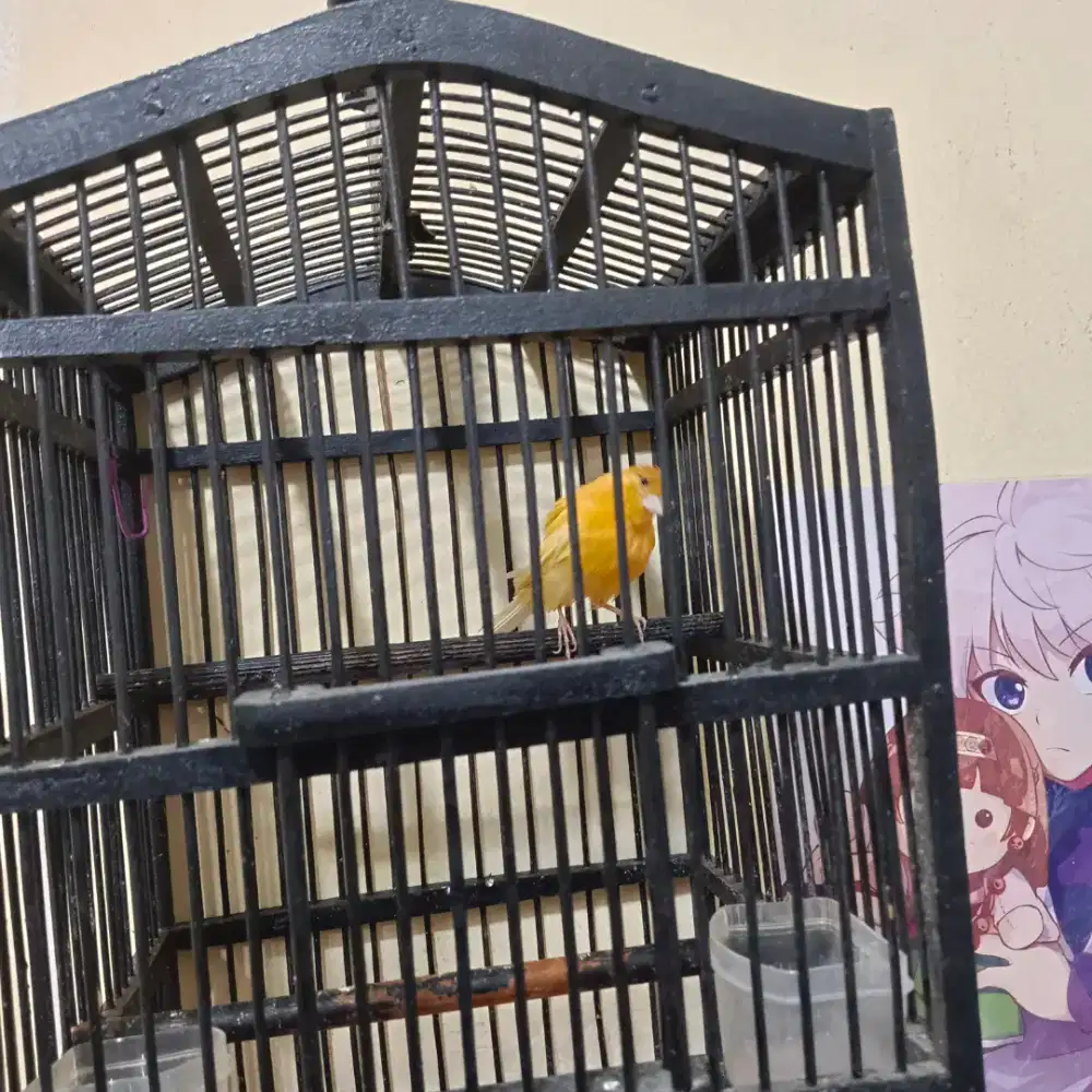 Kenari lokal merlok gacor atas bawah