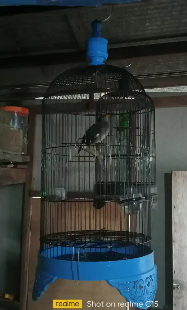 Fullset sangkar msh bening