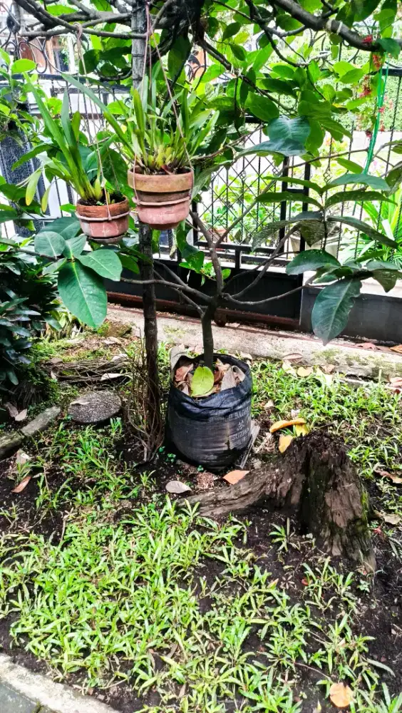 Indukan jambu red taiwan