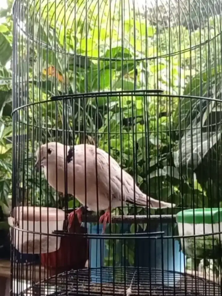 Burung puter pelung