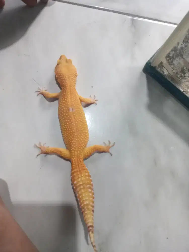 Leopard gecko kuning