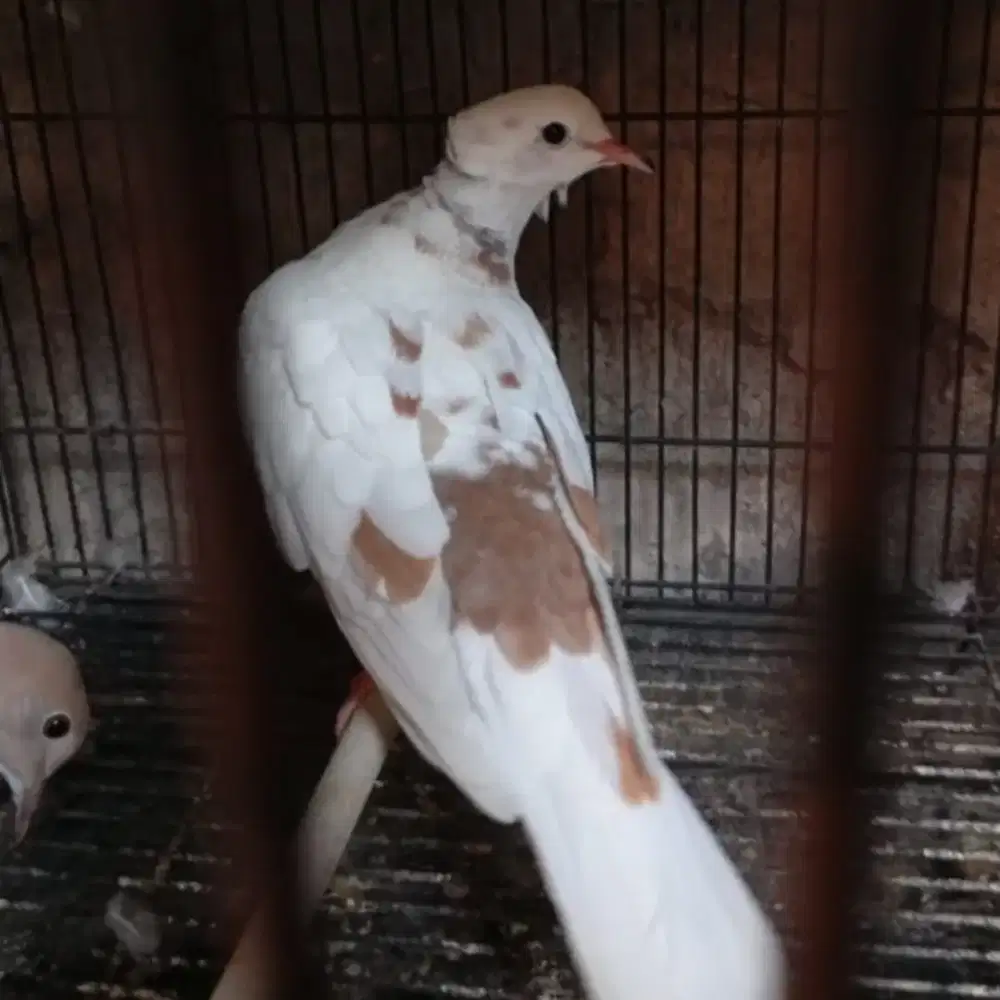 Sepasang Jantan Puter blorok jambul + Betina Pelung