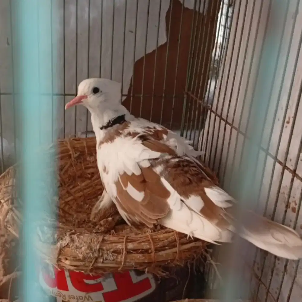 Sepasang Burung puter jantan blorok jambul + Betina Pelung