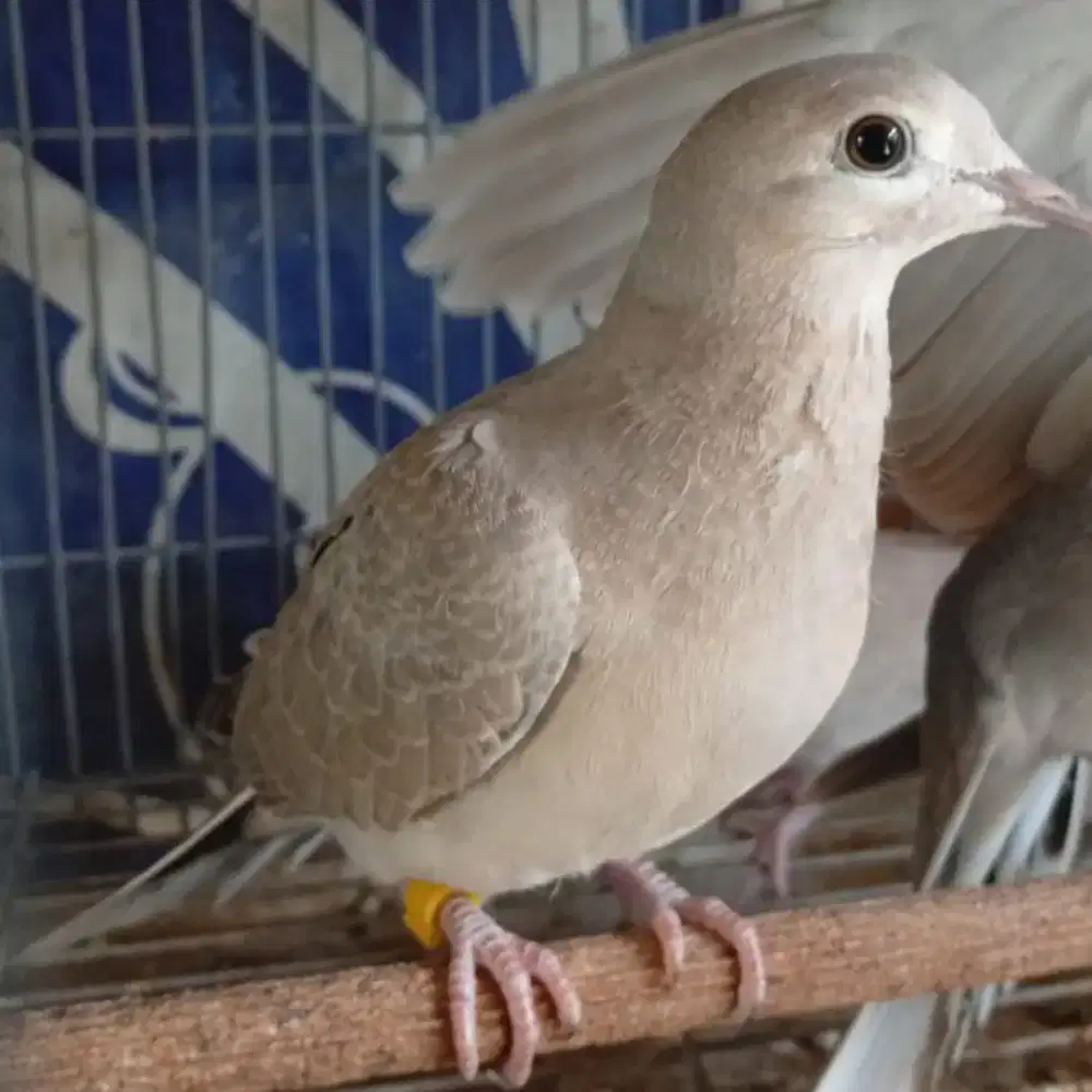 Burung Puter muda prediksi jantan