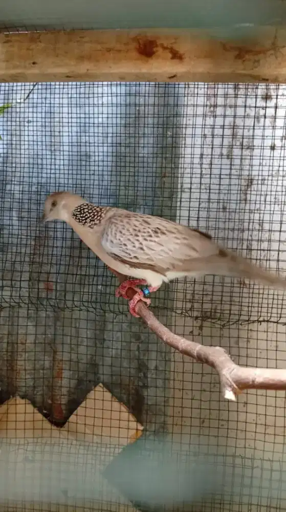 Burung derkuku silver blorok dikit jantan dewasa