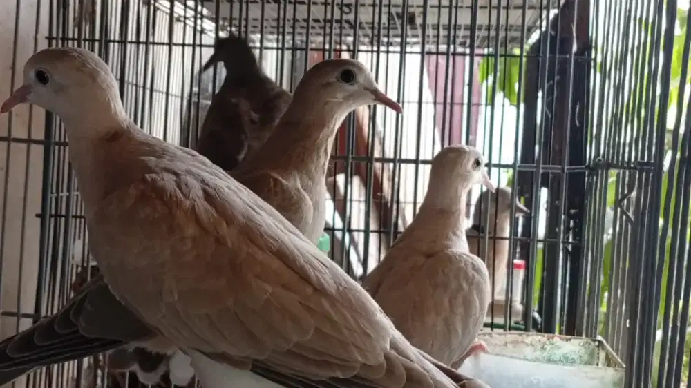Burung puter Pelung muda