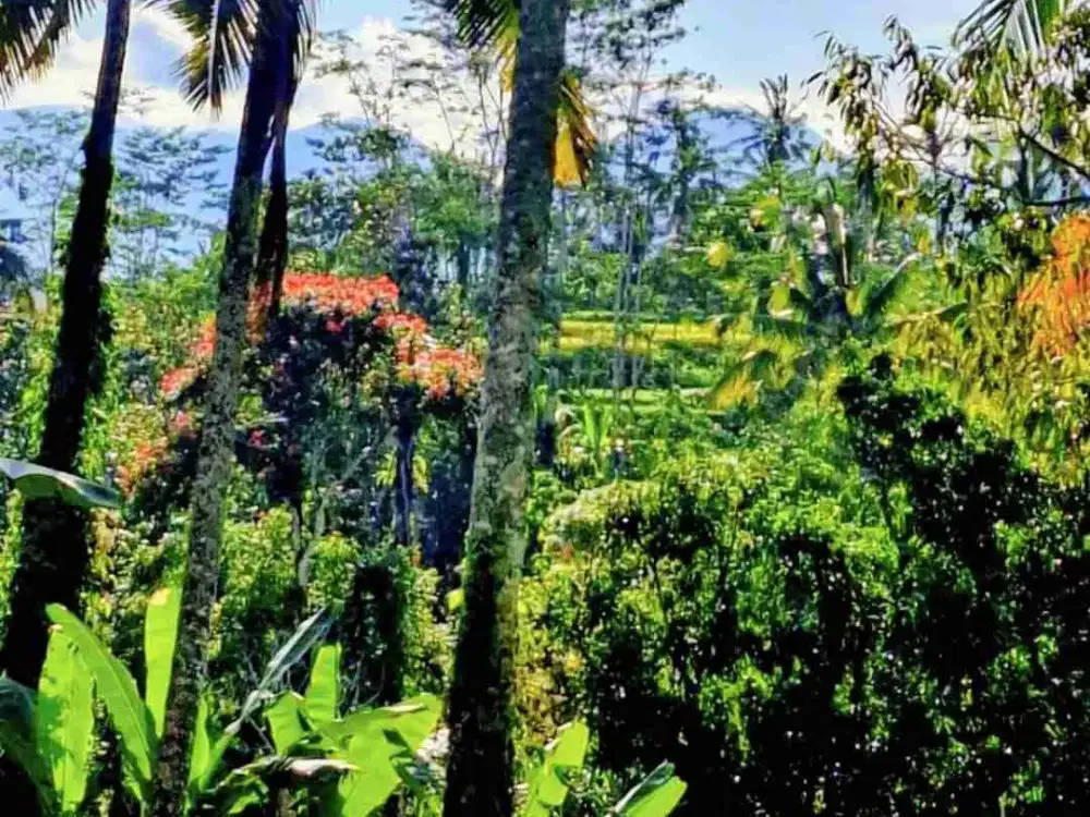 preehold .tanah murah dan strategis di ubud pemandangan sawah tebing dan sungai