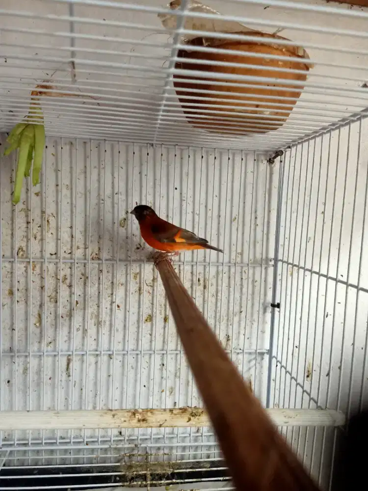 Red Siskin Gacoran Dilut dan double dilut