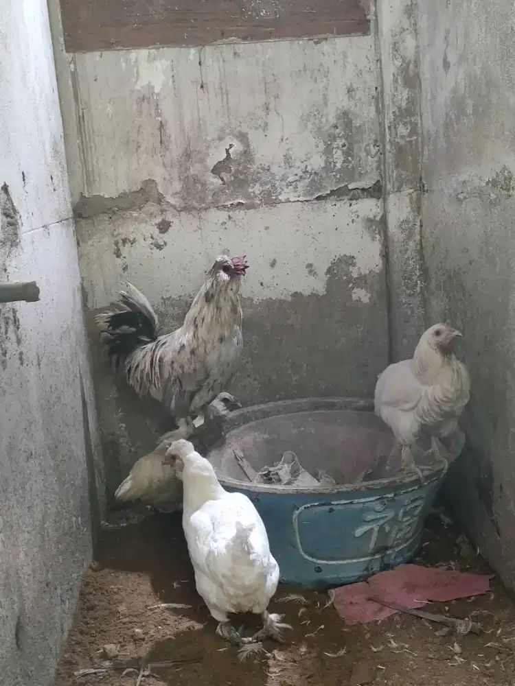 Ayam Silangan Poland x Brahma jual sepasang